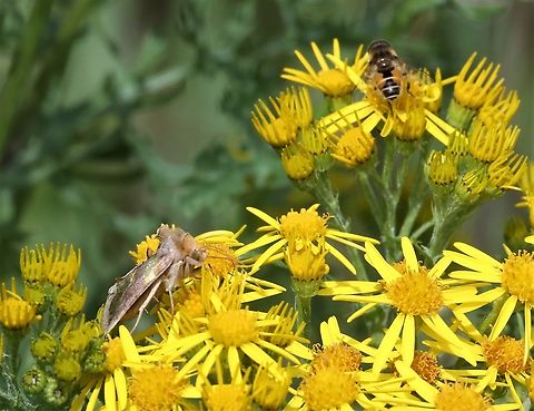 Burnished Brass on Oxford Ragwort  Burnished brass,Cumbria,Diachrysia chrysitis,Kings Meaburn,Oxford Ragwort,Senecio squalidus