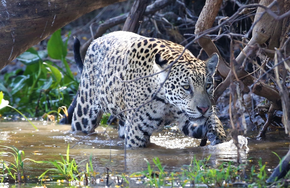 Stella, Amber's 2 year old female cub Amber &amp; Woody were following the river bank, note the difference in colour and pattern of her coat from her brother, Woody. Jaguar,Mato Grosso,Pantanal,Panthera onca,Rio Três Irmãos