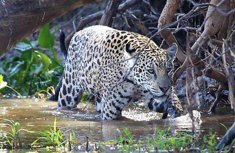 Stella, Amber's 2 year old female cub Amber & Woody were following the river bank, note the difference in colour and pattern of her coat from her brother, Woody. Jaguar,Mato Grosso,Pantanal,Panthera onca,Rio Três Irmãos