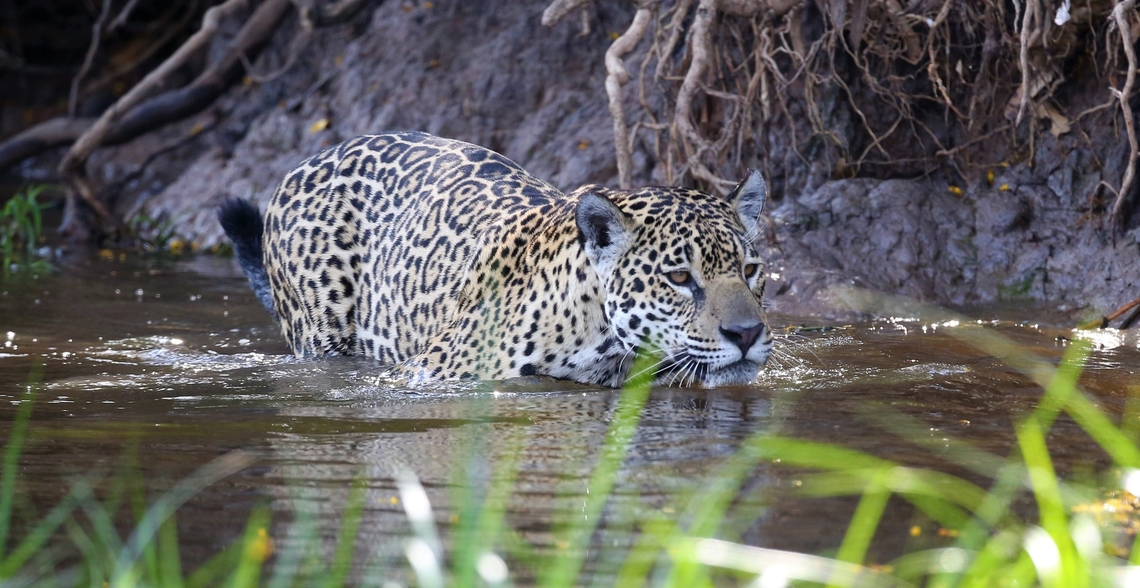 Woody, Amber's 2 year old male cub Woody &amp; Amber were following the river bank, note the difference in colour and pattern of his coat from that of his sister, Stella. Jaguar,Mato Grosso,Pantanal,Panthera onca,Rio Três Irmãos