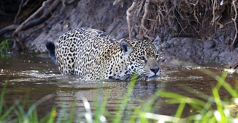 Woody, Amber's 2 year old male cub Woody & Amber were following the river bank, note the difference in colour and pattern of his coat from that of his sister, Stella. Jaguar,Mato Grosso,Pantanal,Panthera onca,Rio Três Irmãos