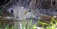 Woody, Amber's 2 year old male cub Woody & Amber were following the river bank, note the difference in colour and pattern of his coat from that of his sister, Stella. Jaguar,Mato Grosso,Pantanal,Panthera onca,Rio Três Irmãos