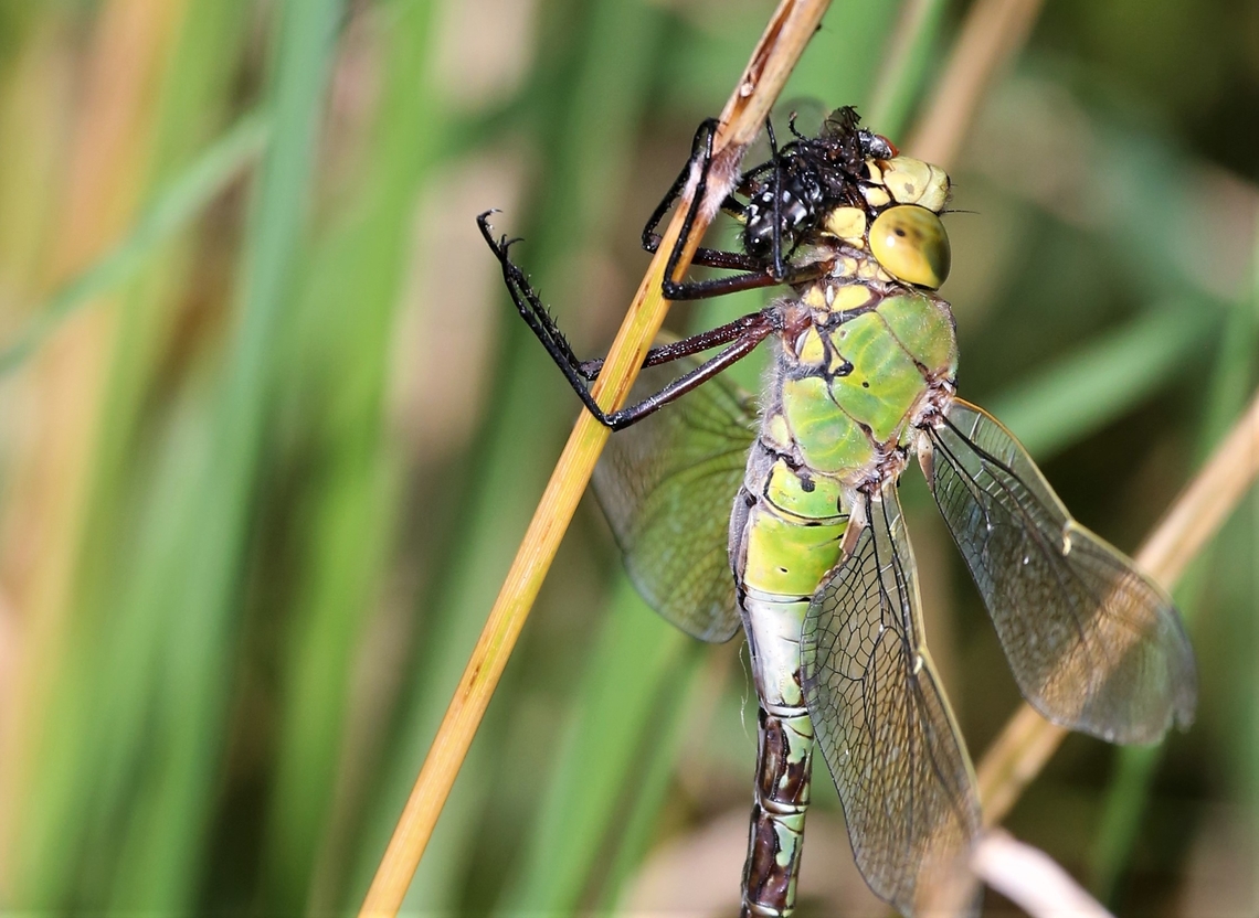 Female Emperor (green form), perched and eating  Anax imperator,Cumbria,Emperor dragonfly,Kings Meaburn,Lyvennet