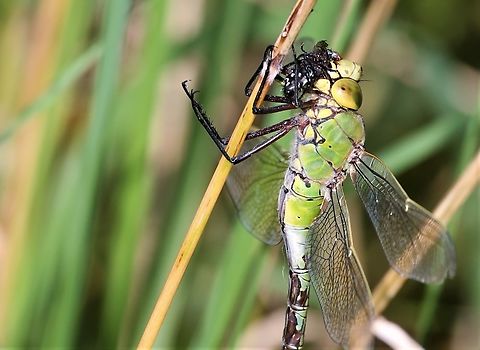 Female Emperor (green form), perched and eating  Anax imperator,Cumbria,Emperor dragonfly,Kings Meaburn,Lyvennet