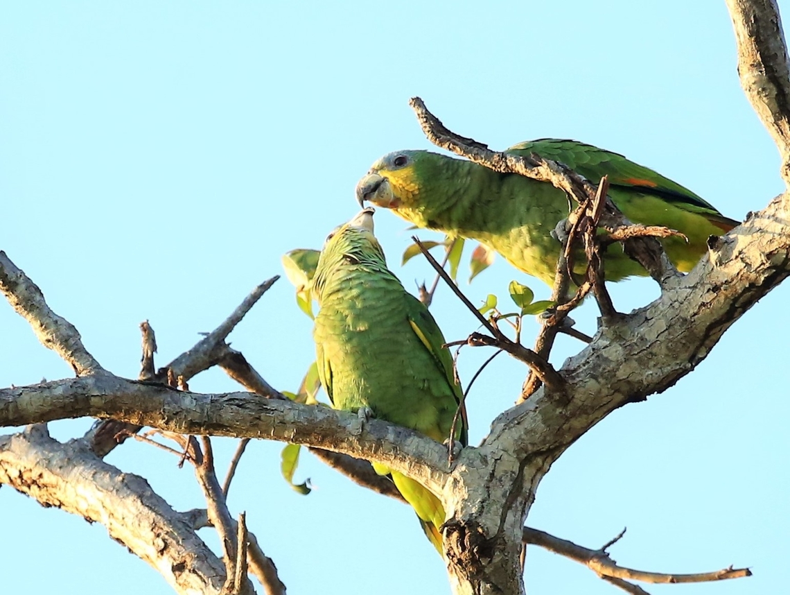 Orange-winged Amazon feeding another Above the Piquiri, assuming an adult feeding a well grown youngster Amazona amazonica,Mato Grosso,Orange-winged amazon,Pantanal,Rio Piquiri