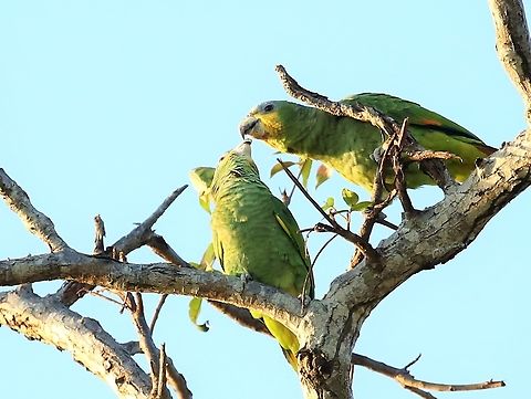 Orange-winged Amazon feeding another Above the Piquiri, assuming an adult feeding a well grown youngster Amazona amazonica,Mato Grosso,Orange-winged amazon,Pantanal,Rio Piquiri