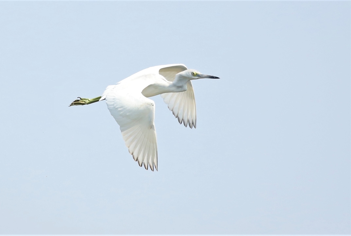 Little Blue Heron, juvenile flying above Rio Pixaim A juvenile Little Blue Heron flying above the Pixaim.  This looks like a 2nd year juvenile as they have white plumage during the 1st year and only develop their adult plumage over their 2nd year (note the ends of the primary feathers). Egretta caerulea,Little blue heron,Mato Grosso,Pantanal,Rio Pixaim,juvenile