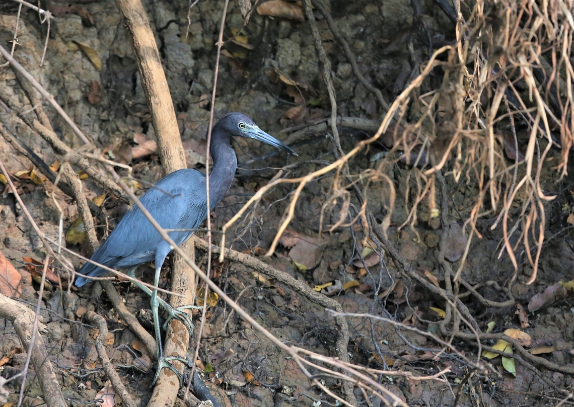 Little Blue Heron under the bank of the Rio Pixaim Beautiful little heron Egretta caerulea,Little blue heron,Mato Grosso,Pantanal,Rio Pixaim