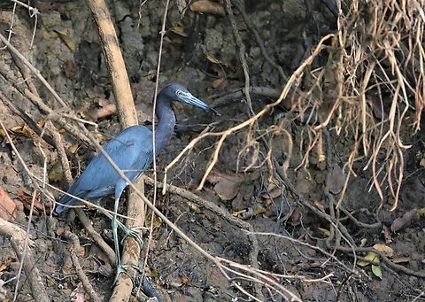 Little Blue Heron under the bank of the Rio Pixaim Beautiful little heron Egretta caerulea,Little blue heron,Mato Grosso,Pantanal,Rio Pixaim