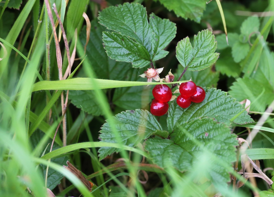 Stone Bramble, showing fruit For the 1st time picked some, stewed them with a little sugar and had them over kulfi.  Lovely! Cumbria,Kings Meaburn,Rubus saxatilis,Smardale,Stone Bramble