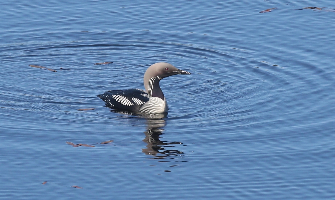 Black-throated Diver Leaving Badachro in June, came upon this Black-throated Diver on Loch Bad a&#039; Crotha.  Had been coming here for 35 years and this is the 1st time I&#039;ve been lucky here. Badachro,Black-throated Diver,Black-throated loon,Gavia arctica,Loch Bad a' Crotha,Scotland,Wester Ross