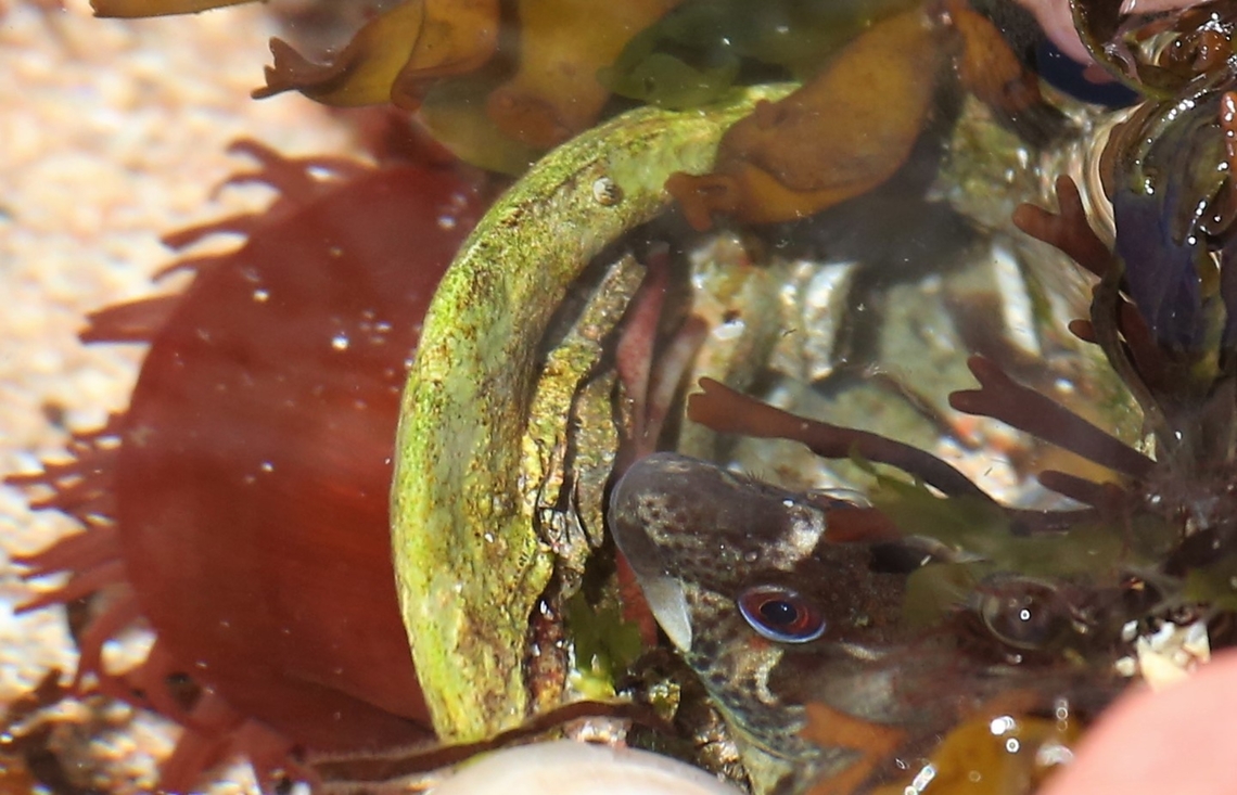 Common Blenny Rock-pooling on Loch Torridon Common Blenny,Lipophrys pholis,Loch Torridon,Red Point,Scotland,Shanny,Wester Ross