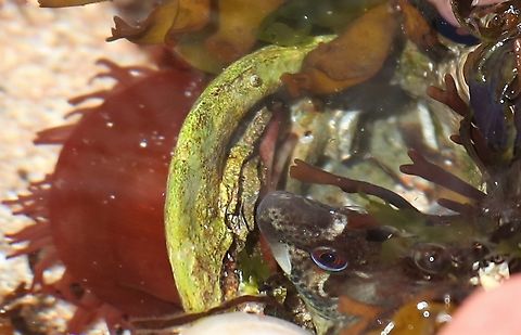 Common Blenny Rock-pooling on Loch Torridon Common Blenny,Lipophrys pholis,Loch Torridon,Red Point,Scotland,Shanny,Wester Ross