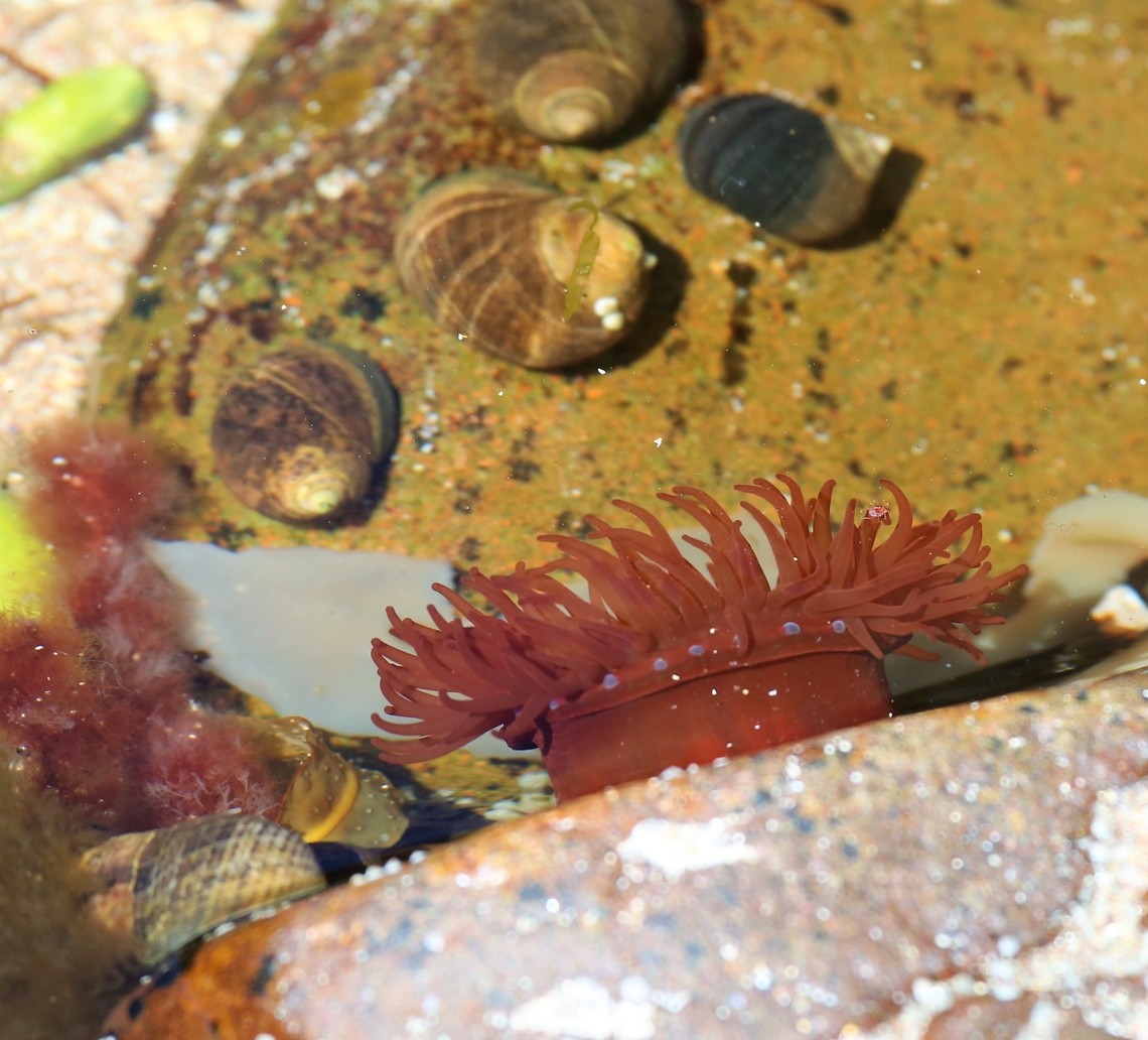 Red Beadlet Anemone showing its stinging cells These anemones are territorial, this one in a rock pool within Loch Torridon.  They have bright blue beads below their tentacles, which are packed with stinging cells called acrorhagithat.  The anemones use these to fight off other anemones to defend their territories. Actinia equina,Beadlet anemone,Loch Torridon,Red Point,Scotland,Wester Ross