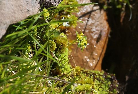 Opposite-leaved Golden Saxifrage The beautiful saxifrage, here at over 600 metres growing by a small stream on the torridonian sandstone. Chrysosplenium oppositifolium,Liathach,Opposite-leaved Golden-Saxifrage,Scotland,Torridon,Wester Ross