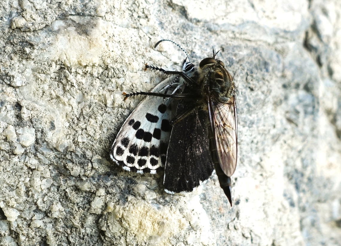 Unidentified fly, possibly a tachinid with butterfly, also unidentified We watched this beautiful black spotted butterfly (I&#039;m assuming), flying in a lakeside villa garden just outside Como when this fly swooped down, caught it and then flew off with it.  Maybe a tachinid?  Haven&#039;t managed to identify the prey either. Butterfly,Fly,Lake Como,Lombardy