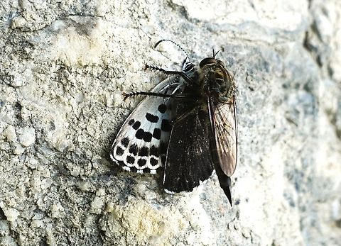 Unidentified fly, possibly a tachinid with butterfly, also unidentified We watched this beautiful black spotted butterfly (I'm assuming), flying in a lakeside villa garden just outside Como when this fly swooped down, caught it and then flew off with it.  Maybe a tachinid?  Haven't managed to identify the prey either. Butterfly,Fly,Lake Como,Lombardy