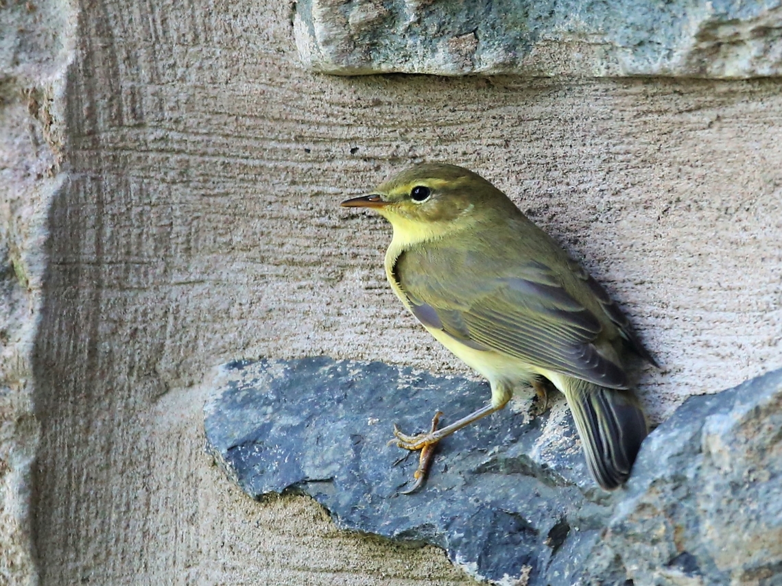 Wood Warbler This just dropped in, onto our house wall, brilliant. Cumbria,Kings Meaburn,Phylloscopus sibilatrix,Wood Warbler