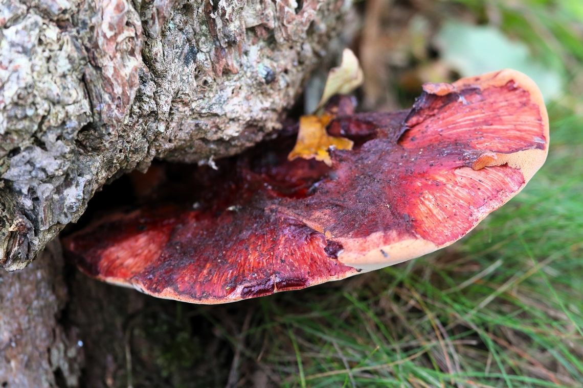 Beef Steak Fungus In a small nature reserve with remnant Atlantic Rainforest on a Sweet (Spanish) Chestnut Atlantic rainforest,Beef Steak Fungus,Castanea sativa,Devon,Fistulina hepatica,Sweet Chestnut,Tamar Estuary