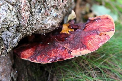 Beef Steak Fungus In a small nature reserve with remnant Atlantic Rainforest on a Sweet (Spanish) Chestnut Atlantic rainforest,Beef Steak Fungus,Castanea sativa,Devon,Fistulina hepatica,Sweet Chestnut,Tamar Estuary