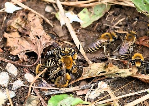 Copulation Clump or Bee Ball, males trying to mate with a single female The Ivy Bee was described as new to science in 1993 from specimens found in Southern Europe,  The 1st UK record was at Worth Matravers in Devon in September 2001.  The bees have now spread north and are now recorded in South Cumbria just south of the Scottish border.  They are solitary bees and look to nest on south facing banks with short, sparse vegetation with the soil often containing a healthy mix of sand.  The bees are the last bee to emerge during the year and emerge from their nest holes in September just as the ivy (Hedera helix) comes into flower, in September.  Although they feed on ivy flower pollen, which is required to feed the young larvae in the "egg pots", they also feed on plants such as dandelions and members of the daisy family.  Although solitary they often nest in large numbers (aggregations) and these aggregations can be observed and heard.  The males emerge before the females.  As the females emerge, they attract males and are observed being overwhelmed by an increasing clump of males attempting to mate with the female bee.  The females are larger than the males and the bees may stay active up to November, if the weather remains warm.  I saw my 1st Ivy Bee in September and was attracted to them by the large number, initially heard, buzzing around as we set off on a walk.  
https://www.jungledragon.com/image/154614/male_ivy_bees_with_a_female_about_to_form_a_bee_ball.html

https://www.jungledragon.com/image/154615/ivy_bees_emerging_from_their_nests_for_a_mating_aggregation.html Bere Penninsula,Colletes hederae,Devon,Ivy Bee,Plasterer Bee