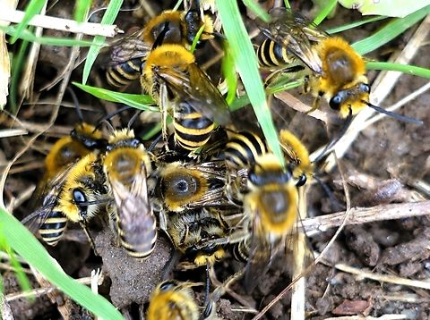 Male Ivy Bees with a female, about to form a bee ball. The Ivy Bee was described as new to science in 1993 from specimens found in Southern Europe,  The 1st UK record was at Worth Matravers in Devon in September 2001.  The bees have now spread north and are now recorded in South Cumbria just south of the Scottish border.  They are solitary bees and look to nest on south facing banks with short, sparse vegetation with the soil often containing a healthy mix of sand.  The bees are the last bee to emerge during the year and emerge from their nest holes in September just as the ivy (Hedera helix) comes into flower, in September.  Although they feed on ivy flower pollen, which is required to feed the young larvae in the "egg pots", they also feed on plants such as dandelions and members of the daisy family.  Although solitary they often nest in large numbers (aggregations) and these aggregations can be observed and heard.  The males emerge before the females.  As the females emerge, they attract males and are observed being overwhelmed by an increasing clump of males attempting to mate with the female bee.  The females are larger than the males and the bees may stay active up to November, if the weather remains warm.  I saw my 1st Ivy Bee in September and was attracted to them by the large number, initially heard, buzzing around as we set off on a walk.   Bere Penninsula,Colletes hederae,Devon,Ivy Bee