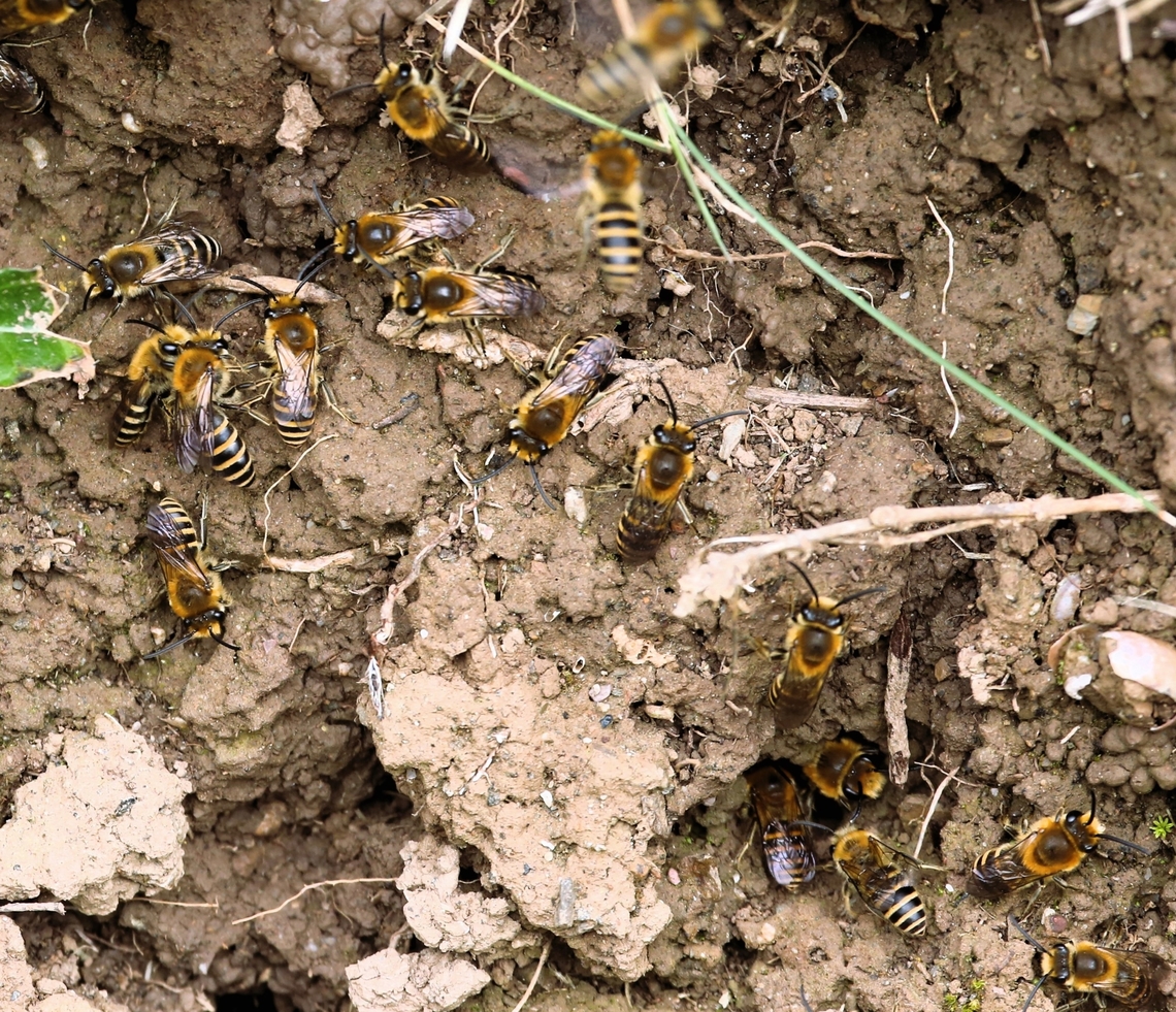 Ivy Bees emerging from their nests for a mating aggregation Males awaiting the emergence of the females.  Note the typical nature of a nesting site.  This faced directly to the South Coast, about 1 kilometre away. Bere Penninsula,Colletes hederae,Devon,Ivy Bee