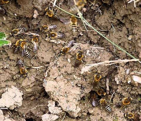 Ivy Bees emerging from their nests for a mating aggregation Males awaiting the emergence of the females.  Note the typical nature of a nesting site.  This faced directly to the South Coast, about 1 kilometre away. Bere Penninsula,Colletes hederae,Devon,Ivy Bee