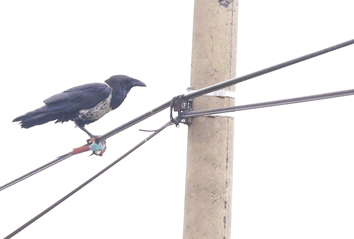 Pied Crow x Somali Crow Hybrid predating Northern Carmine Bee-eater This corvid hybrid seen just North of Hawassa enjoying the view and a Northern Carmine Bee-eater. Corvus albus x edithae,Corvus albusxedithae hybrid,Ethiopia,Merops nubicus,Oromia,Rift Valley