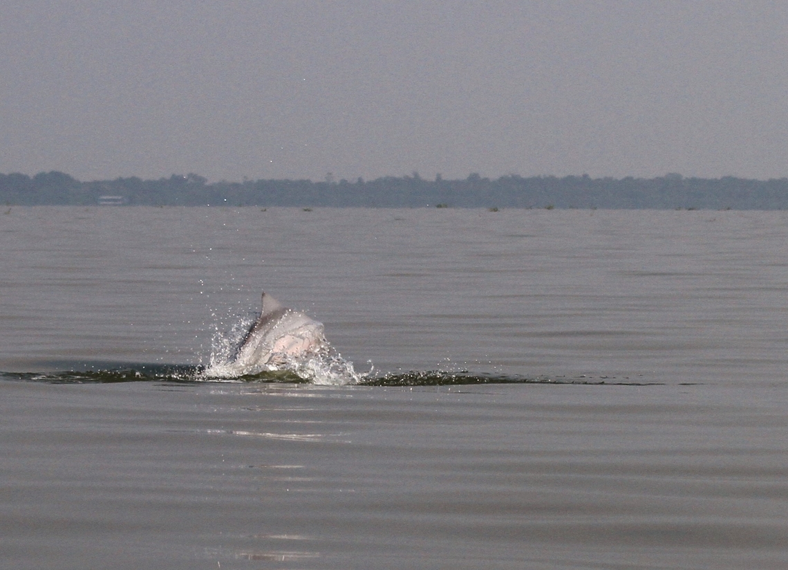 Guiana Dolphin Guiana Dolphin seen in Lake Maracaibo Guiana dolphin,Lake Maracaibo,Sotalia guianensis