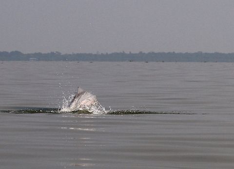 Guiana Dolphin Guiana Dolphin seen in Lake Maracaibo Guiana dolphin,Lake Maracaibo,Sotalia guianensis