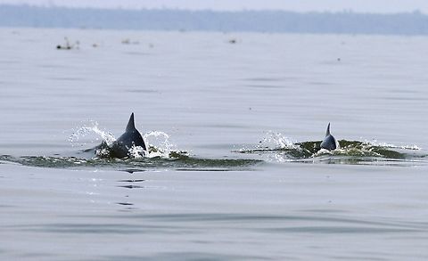 Guiana Dolphins 2 Guiana Dolphins seen on Lake Maracaibo whilst travelling to see the Catatumbo Lightning. Guiana dolphin,Lake Maracaibo,Sotalia guianensis
