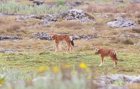 2 Ethiopian Wolves on the Sanetti Plain 2 of the 3 Ethiopian Wolves that we saw whilst we were crossing the Sanetti Plain atop of the Bale Mountains.  We were out walking at about 4,000 metres, around a shallow pond on a clear but dull day, after quite a wet period for the area.  We just looked up and felt so privileged to see 3 wolves trotting along, and not paying any heed at all to us.  This was a magic moment to see the rarest canids on earth and we watched them for about 5 minutes before they disappeared. Bale Mountains,Canis simensis,Ethiopian wolf,Sanetti Plain