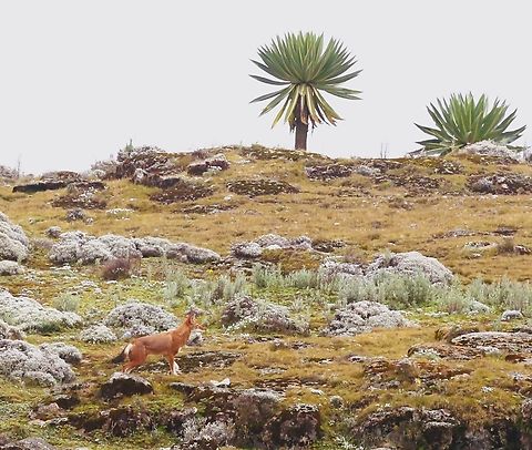 Ethiopian Wolf with Sanetti Plain backdrop including Giant Lobelias Ethiopian Wolf on the Afro-alpine moorland of the Sanetti Plain at 4,000 metres. Bale Mountains,Canis simensis,Ethiopian wolf,Giant Lobelia,Lobelia rhynchopetalum,Sanetti Plain