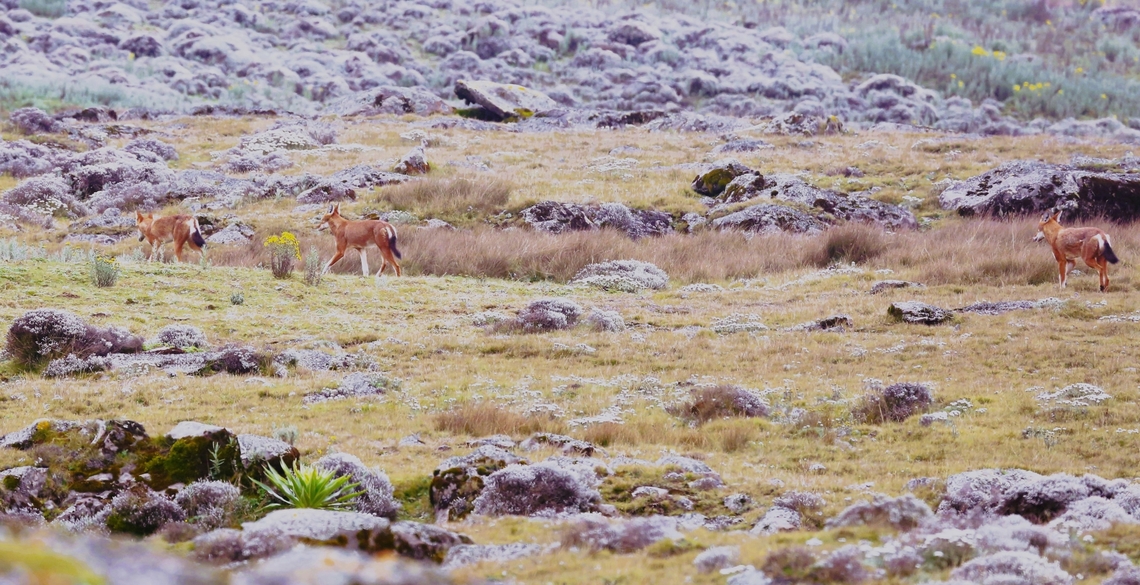 3 Ethiopian Wolves on the Sanetti Plain 3 Ethiopian Wolves that we saw whilst we were crossing the Sanetti Plain atop of the Bale Mountains.  This was a magic moment to see the rarest canids on earth and we watched them for about 5 minutes before they disappeared. Bale Mountains,Canis simensis,Ethiopian wolf,Sanetti Plain
