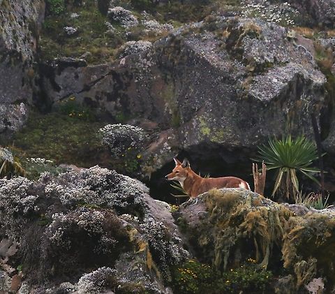 Ethiopian Wolf on the Sanetti Plain On our 2nd day which was very foggy, we saw a further 2 separate wolves whilst returning to Goba.  Fortunately, just as we saw the 2nd wolf, the fog lifted for a couple of minutes and we watched it climb out of sight. Bale Mountains,Canis simensis,Ethiopian wolf,Giant Lobelia,Lobelia rhynchopetalum,Sanetti Plain