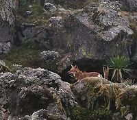 Ethiopian Wolf on the Sanetti Plain On our 2nd day which was very foggy, we saw a further 2 separate wolves whilst returning to Goba.  Fortunately, just as we saw the 2nd wolf, the fog lifted for a couple of minutes and we watched it climb out of sight. Bale Mountains,Canis simensis,Ethiopian wolf,Giant Lobelia,Lobelia rhynchopetalum,Sanetti Plain