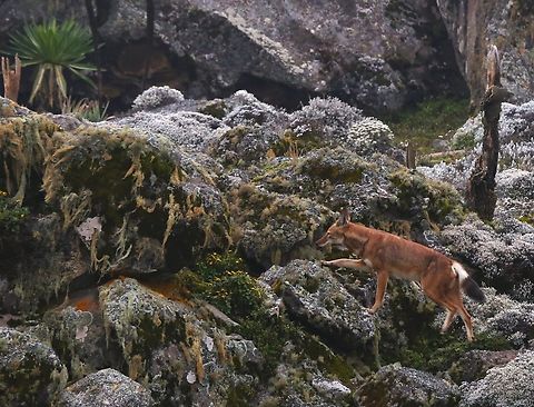 Ethiopian Wolf climbing amongst the rocks on the Sanetti Plain  Bale Mountains,Canis simensis,Ethiopian wolf,Giant Lobelia,Lobelia rhynchopetalum,Sanetti Plain