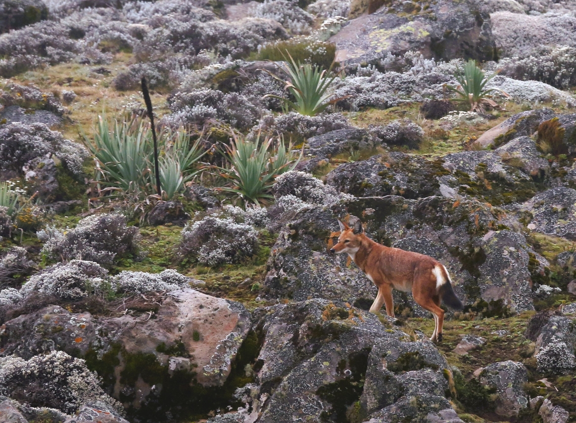 Ethiopian Wolf Ethiopian Wolf climbing amongst the rocks on the Sanetti Plain at 4,000 metres. Bale Mountains,Canis simensis,Ethiopian wolf,Sanetti Plain