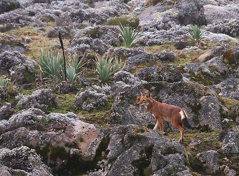 Ethiopian Wolf Ethiopian Wolf climbing amongst the rocks on the Sanetti Plain at 4,000 metres. Bale Mountains,Canis simensis,Ethiopian wolf,Sanetti Plain