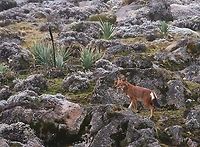 Ethiopian Wolf Ethiopian Wolf climbing amongst the rocks on the Sanetti Plain at 4,000 metres. Bale Mountains,Canis simensis,Ethiopian wolf,Sanetti Plain
