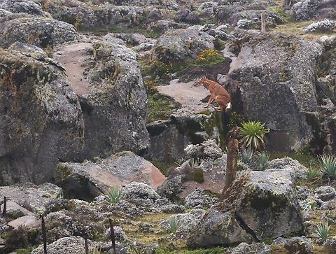 Ethiopian Wolf jumping up rock-face  Bale Mountains,Canis simensis,Ethiopian wolf,Giant Lobelia,Lobelia rhynchopetalum,Sanetti Plain