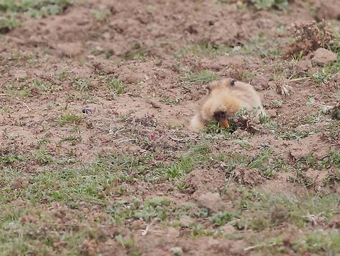 Big-headed African Mole Rat Giant Mole Rat just disappearing down its burrow with a mouthful of vegetation. Bale Mountains,Big-headed african mole rat,Sanetti Plain,Tachyoryctes macrocephalus
