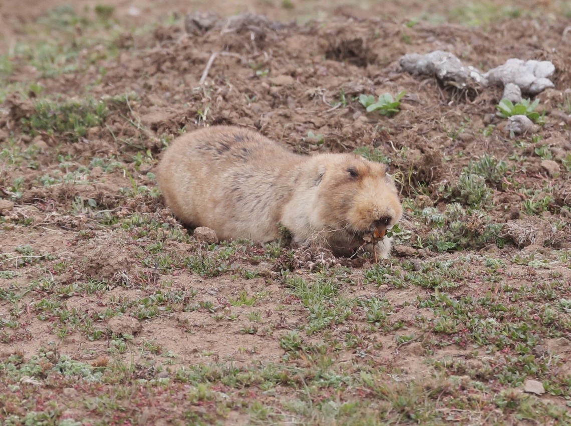 Big-headed African Mole Rat Collecting food to take underground, these Mole Rats don't venture far from one of entrance holes to their burrows. Bale Mountains,Big-headed african mole rat,Sanetti Plain,Tachyoryctes macrocephalus