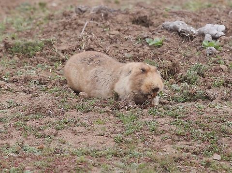 Big-headed African Mole Rat Collecting food to take underground, these Mole Rats don't venture far from one of entrance holes to their burrows. Bale Mountains,Big-headed african mole rat,Sanetti Plain,Tachyoryctes macrocephalus