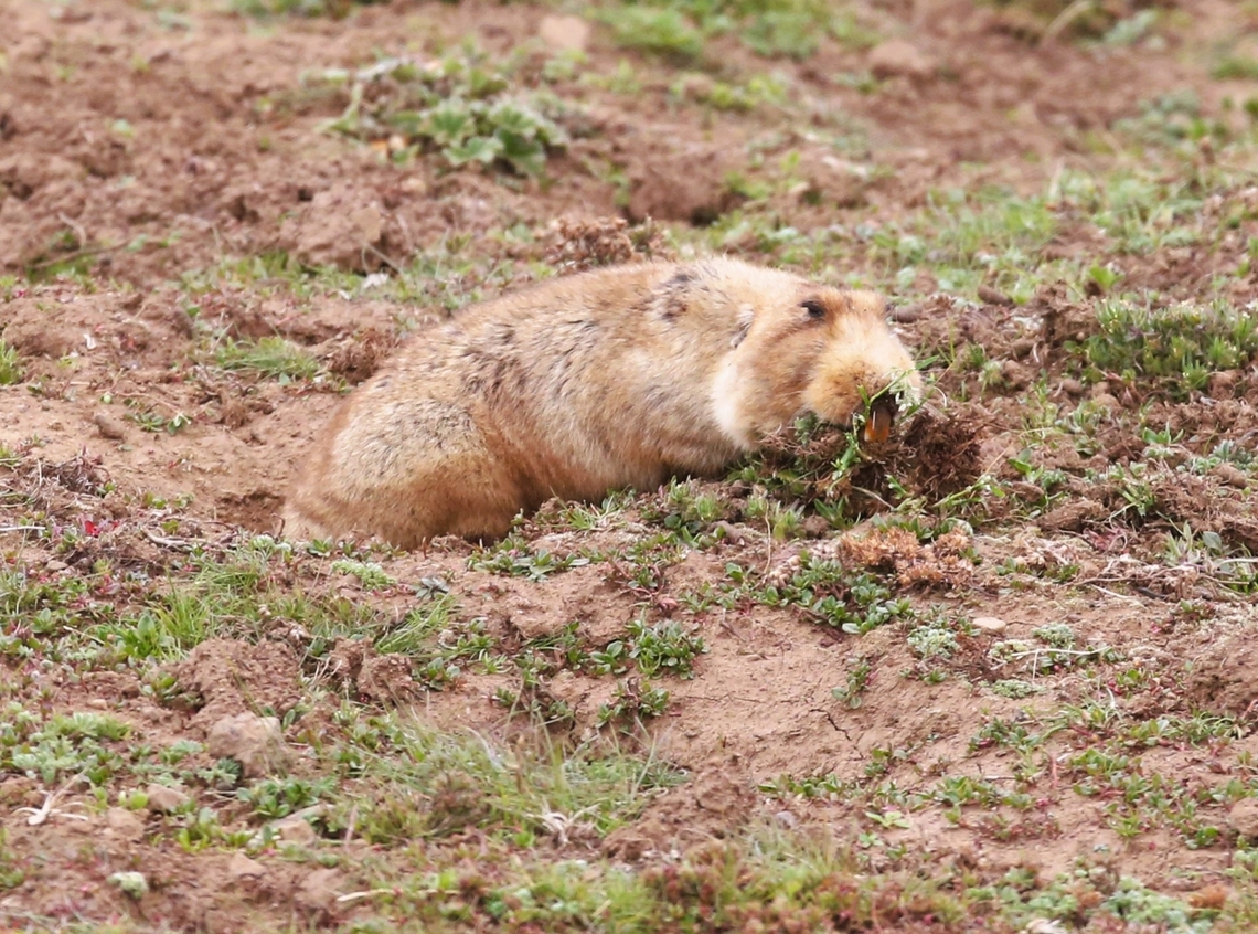 The Big-headed African Mole Rat Probably the main prey species and preferred prey of the Ethiopian Wolf.  Here gathering food. Bale Mountains,Big-headed african mole rat,Sanetti Plain,Tachyoryctes macrocephalus