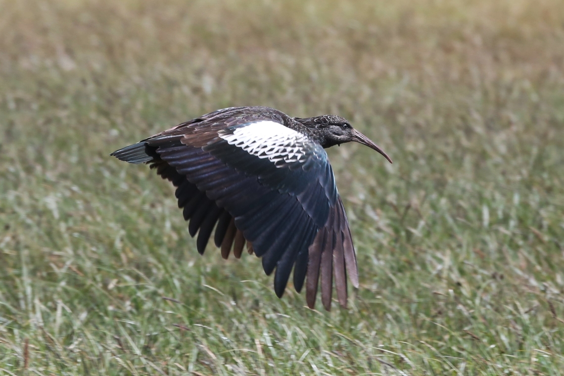 Wattled Ibis in flight near the Gerfersa Reservoir On the plain closeby the Gerfersa Reservoir Addis Ababa,Bostrychia carunculata,Gerfersa Reservoir,Wattled ibis