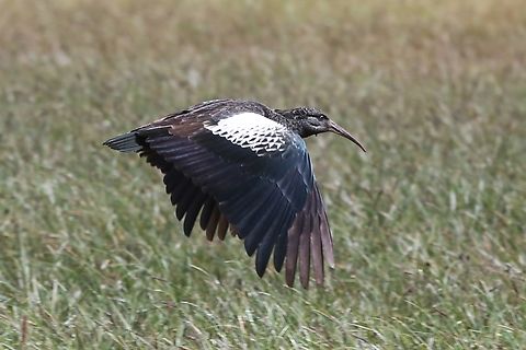 Wattled Ibis in flight near the Gerfersa Reservoir On the plain closeby the Gerfersa Reservoir Addis Ababa,Bostrychia carunculata,Gerfersa Reservoir,Wattled ibis
