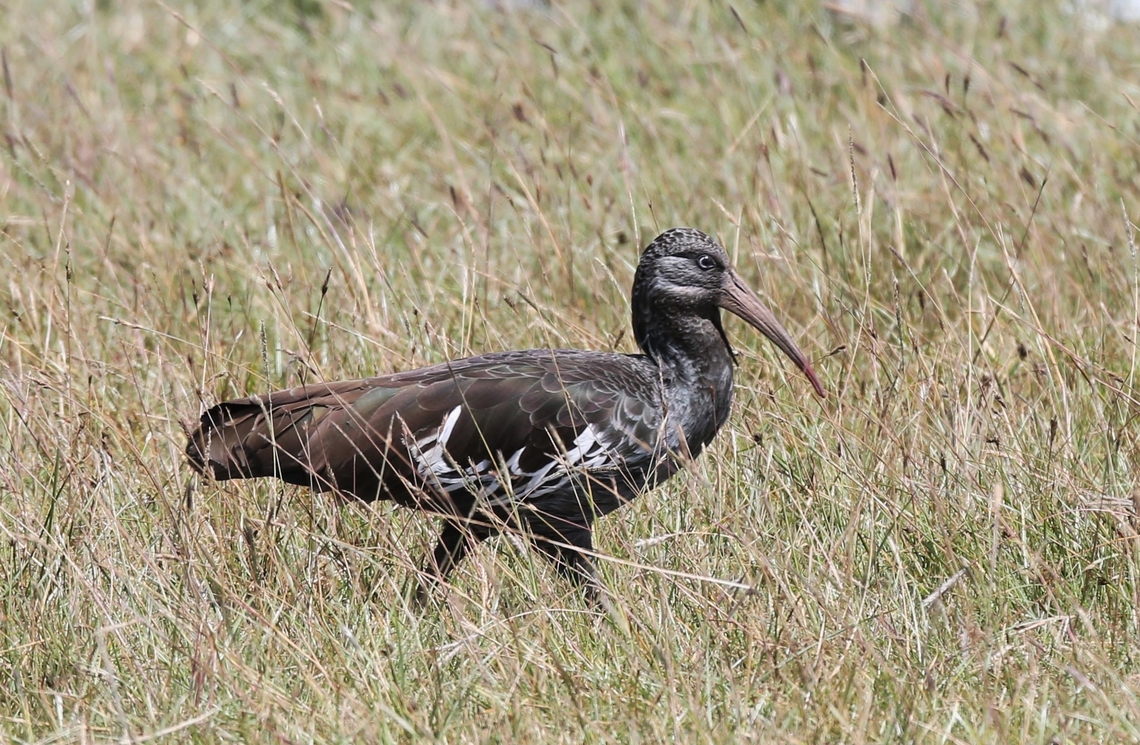 Wattled Ibis showing wattle An Ethiopian endemic Addis Ababa,Bostrychia carunculata,Gerfersa Reservoir,Wattled ibis