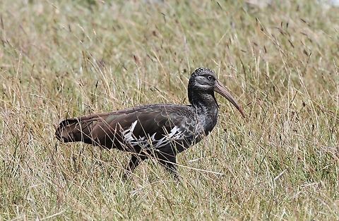 Wattled Ibis showing wattle An Ethiopian endemic Addis Ababa,Bostrychia carunculata,Gerfersa Reservoir,Wattled ibis